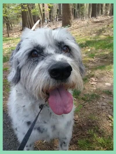 Sal's Pals - Westfield, NJ