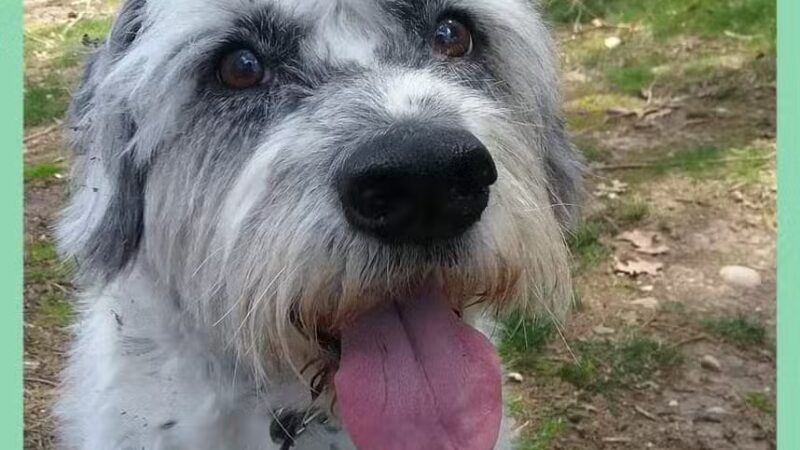 Sal's Pals - Westfield, NJ