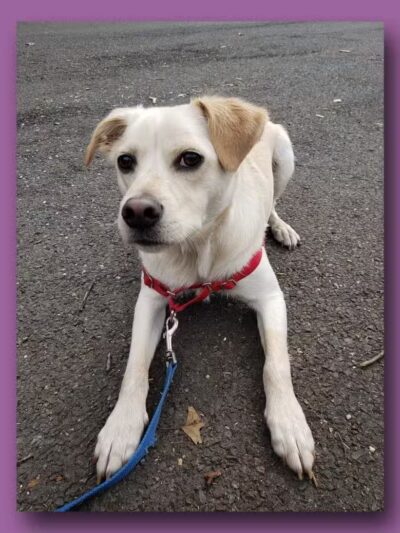 Sal's Pals - Westfield, NJ