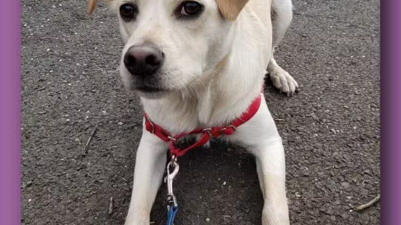 Sal's Pals - Westfield, NJ