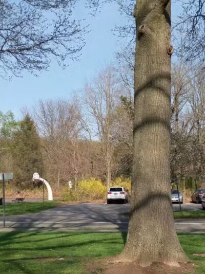 Tamaques Reservation - Westfield, NJ