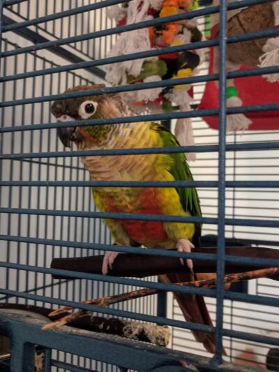 Westfield Animal Hospital - Westfield, NJ