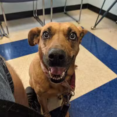 Westfield Animal Hospital - Westfield, NJ