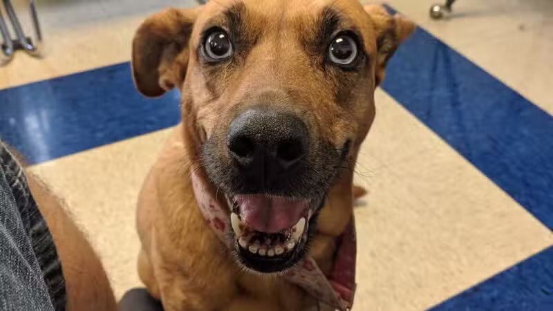 Westfield Animal Hospital - Westfield, NJ