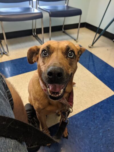 Westfield Animal Hospital - Westfield, NJ