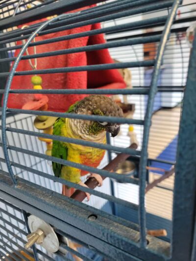 Westfield Animal Hospital - Westfield, NJ