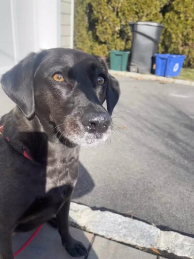 Westfield Veterinary Group - Westfield, NJ