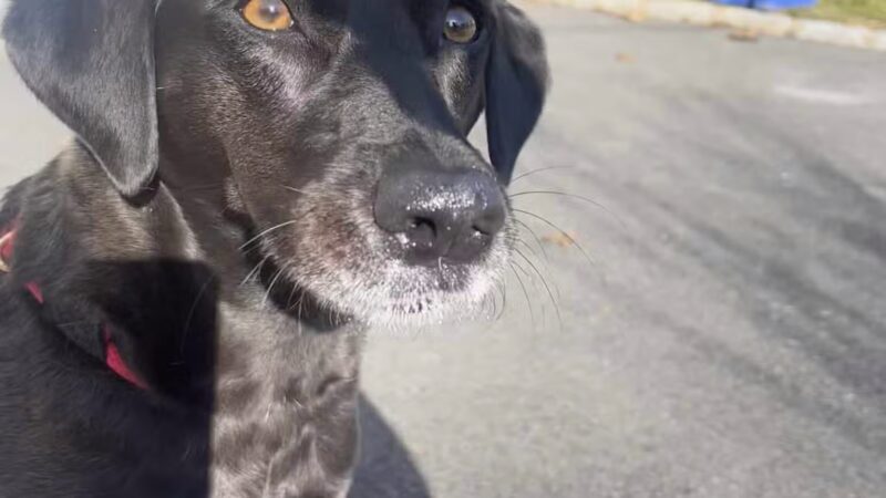 Westfield Veterinary Group - Westfield, NJ