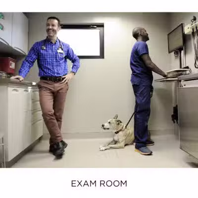 Westfield Veterinary Group - Westfield, NJ