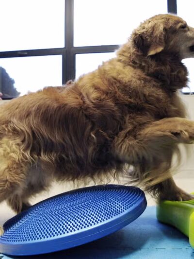 Westfield Veterinary Group - Westfield, NJ