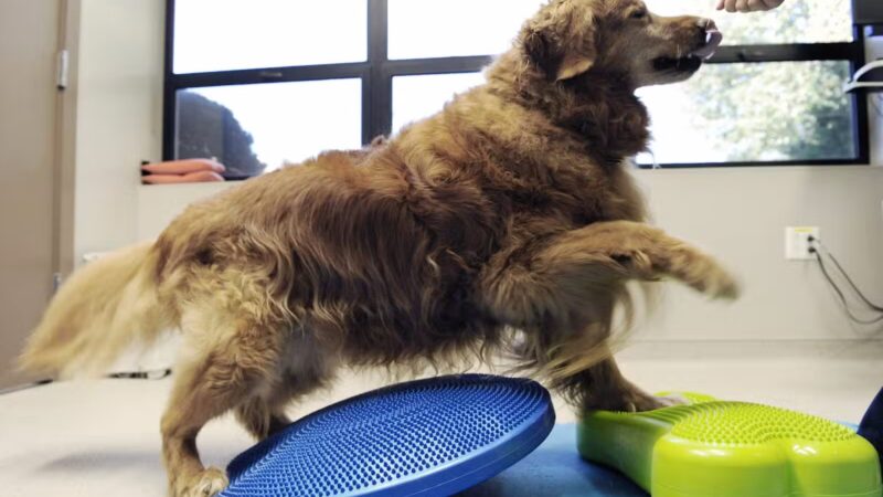 Westfield Veterinary Group - Westfield, NJ