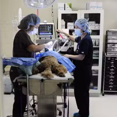 Westfield Veterinary Group - Westfield, NJ
