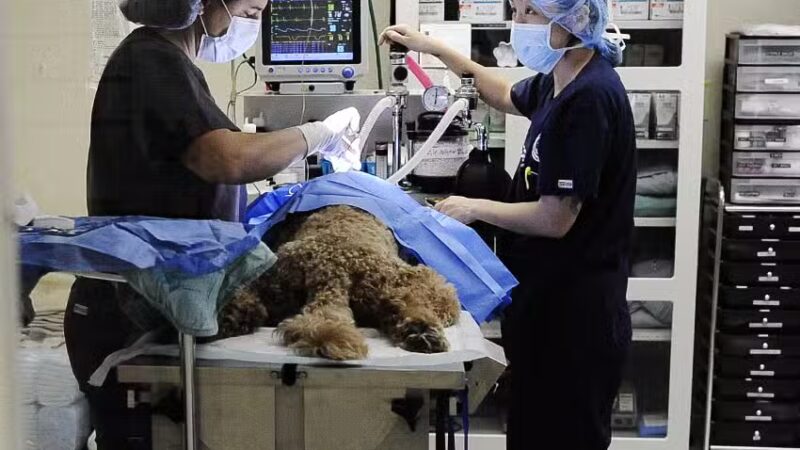 Westfield Veterinary Group - Westfield, NJ