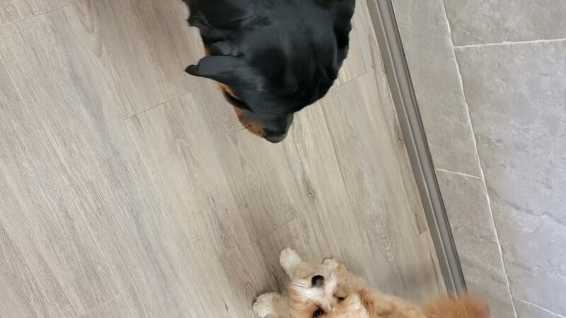 Westfield Veterinary Group - Westfield, NJ