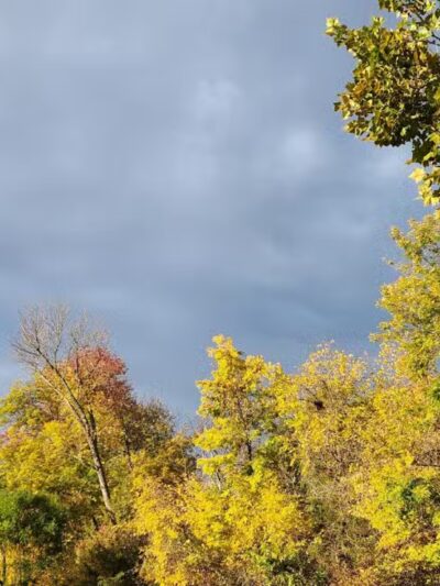 Avondale Park - Westminster, MD