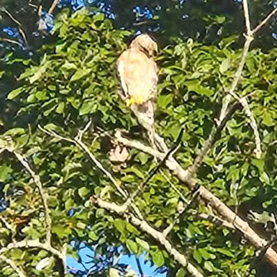 Avondale Park - Westminster, MD
