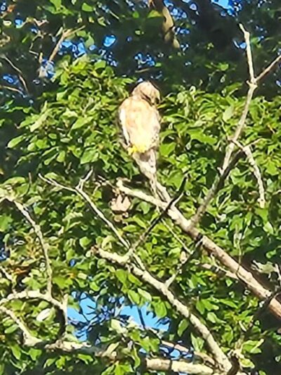 Avondale Park - Westminster, MD