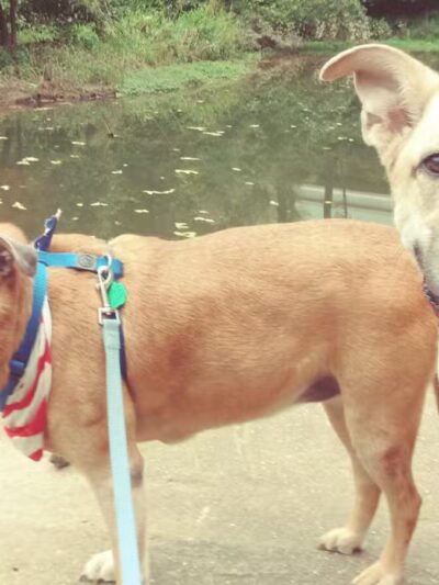 Bennett Cerf Park - Westminster, MD