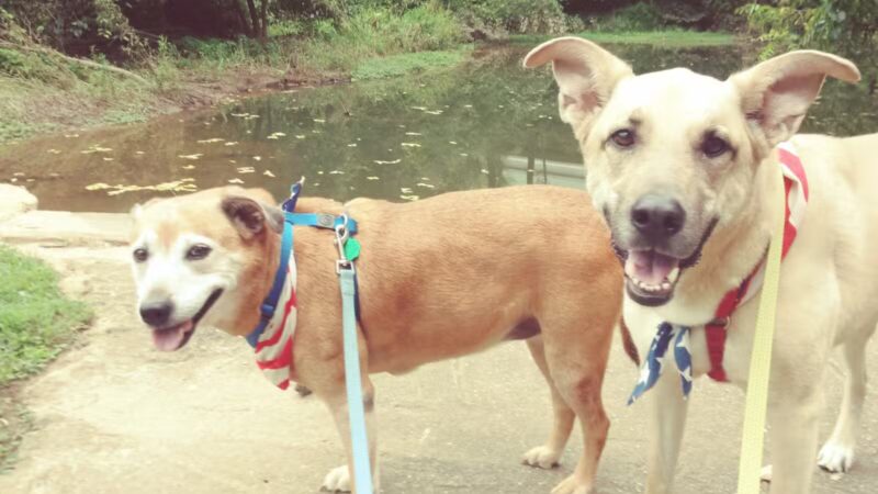 Bennett Cerf Park - Westminster, MD