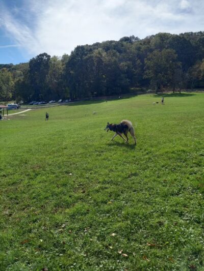 North Park Dog Park - Wexford, PA