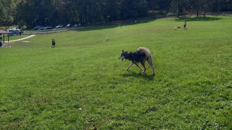 North Park Dog Park - Wexford, PA