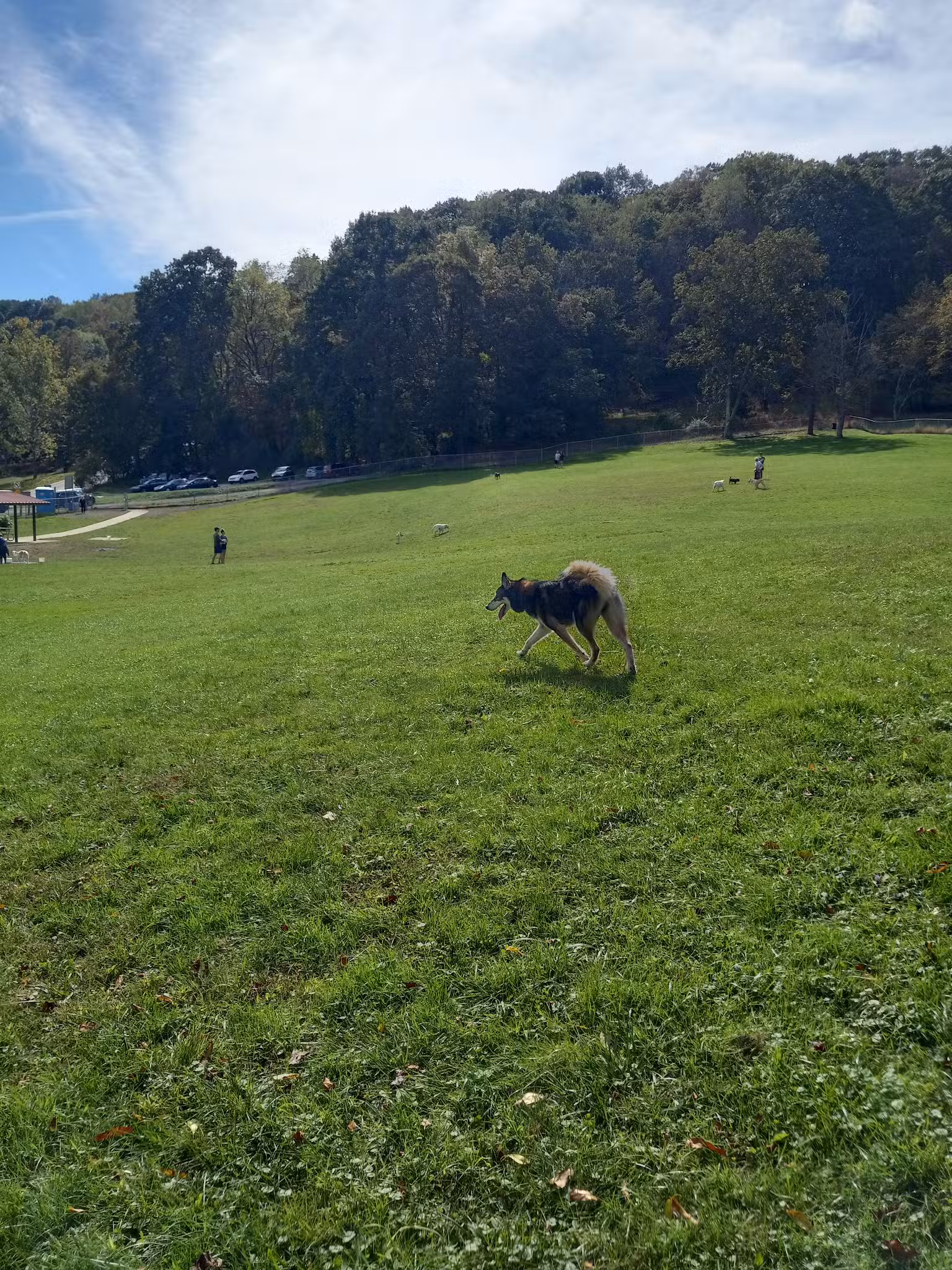 North Park Dog Park - Wexford, PA