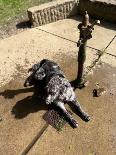 North Park Dog Park #2 - Wexford, PA