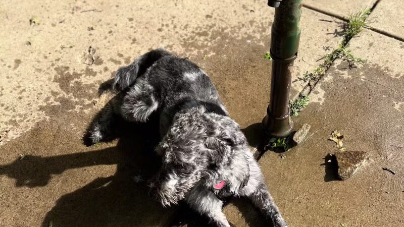 North Park Dog Park #2 - Wexford, PA