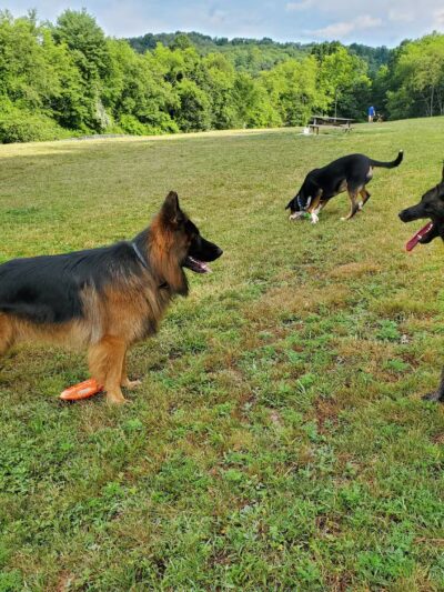 North Park Dog Park #2 - Wexford, PA