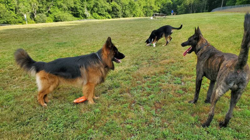 North Park Dog Park #2 - Wexford, PA