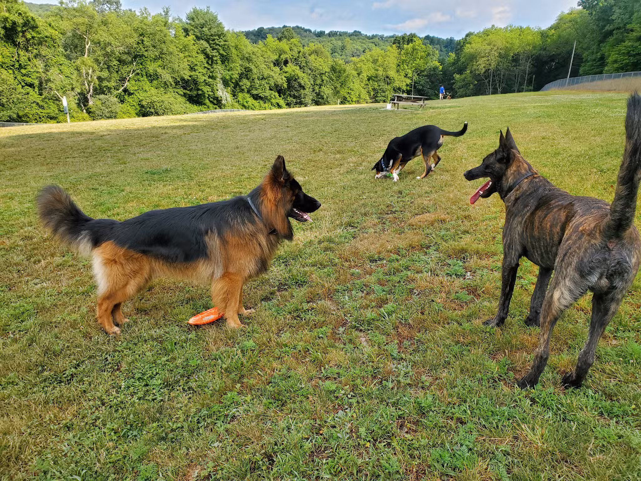 North Park Dog Park #2 - Wexford, PA