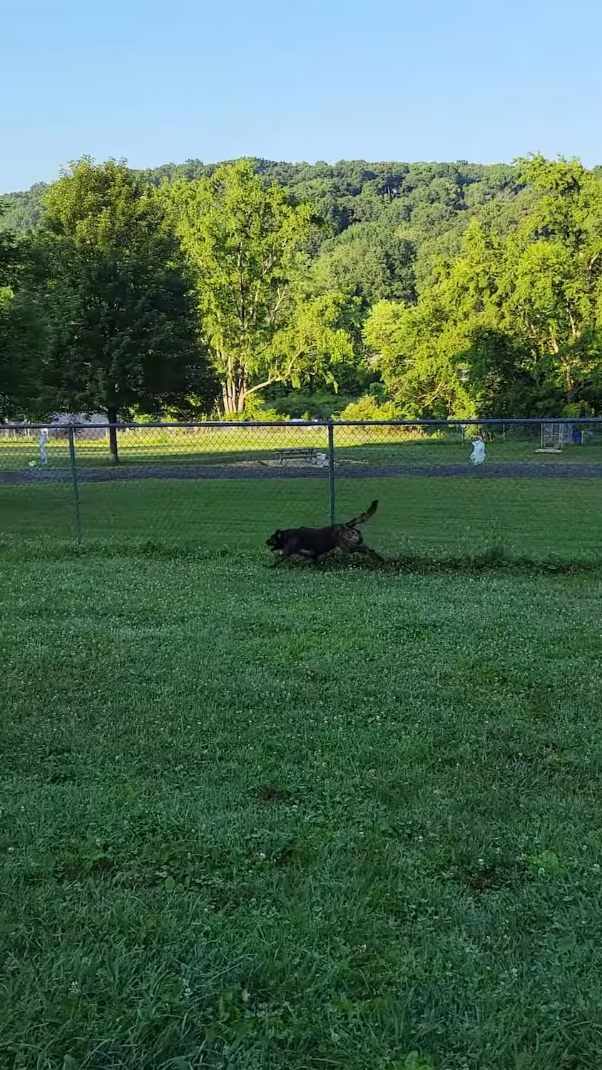 North Park Dog Park #2 - Wexford, PA
