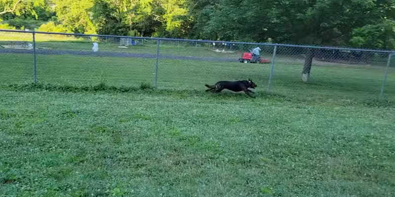 North Park Dog Park #2 - Wexford, PA