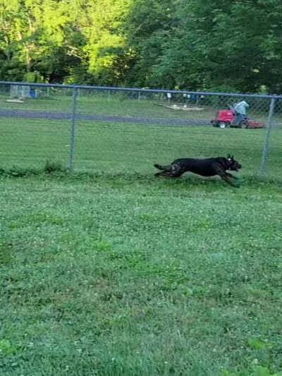 North Park Dog Park #2 - Wexford, PA