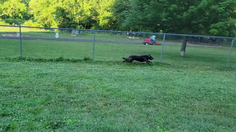 North Park Dog Park #2 - Wexford, PA