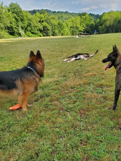 North Park Dog Park #2 - Wexford, PA