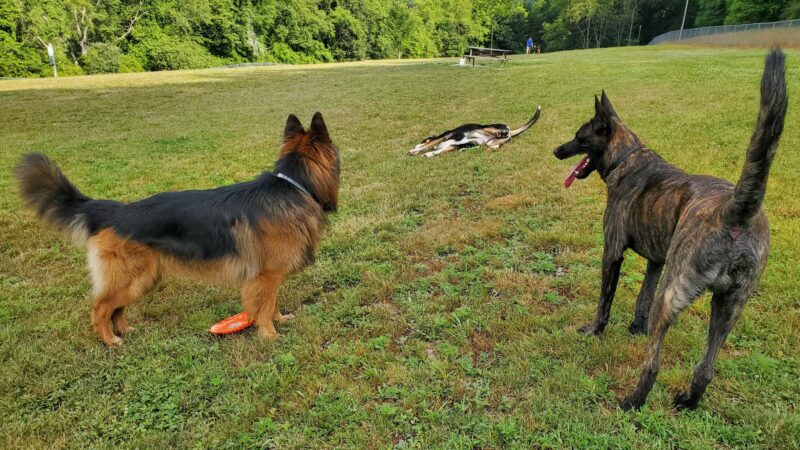 North Park Dog Park #2 - Wexford, PA