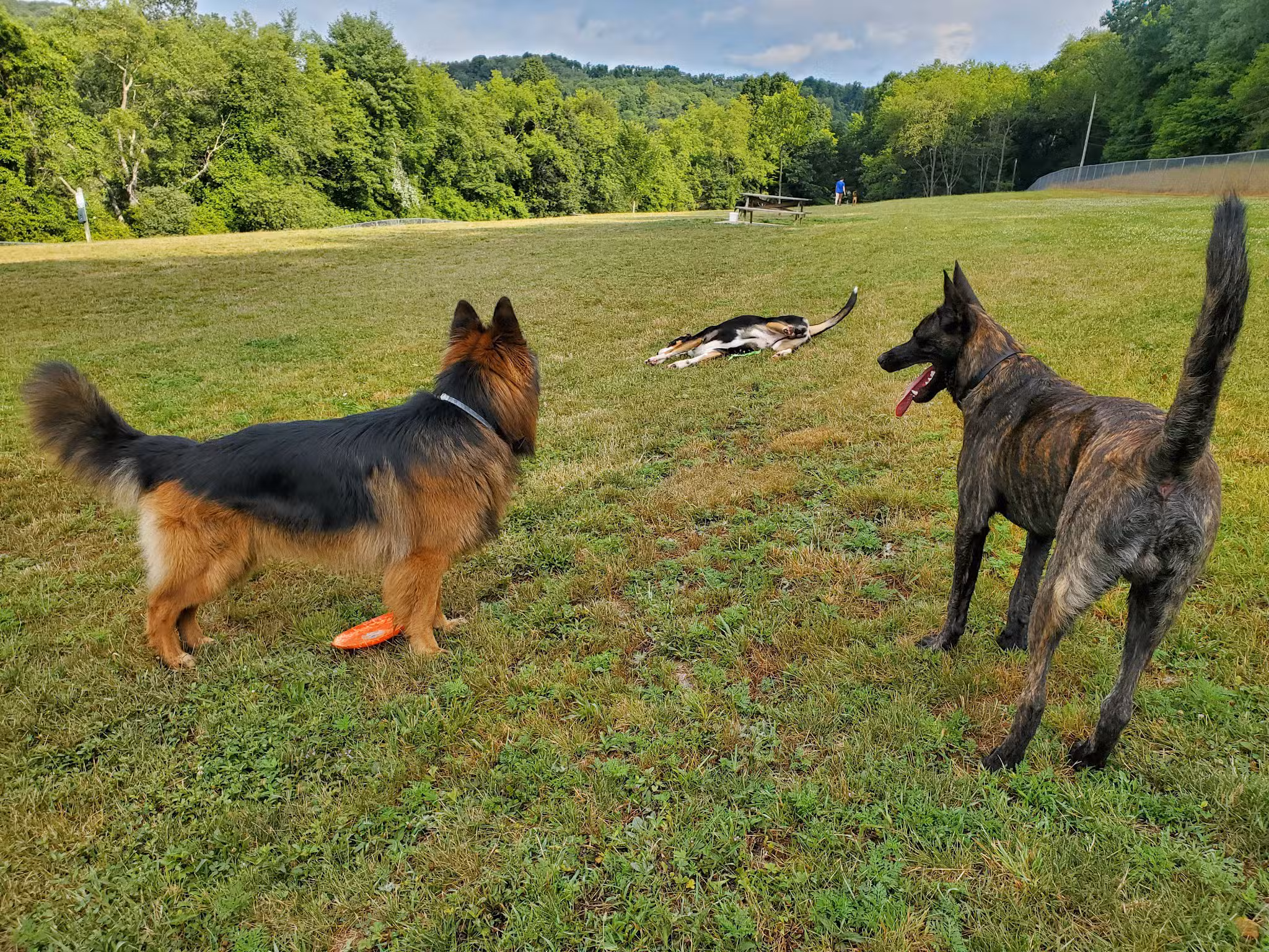 North Park Dog Park #2 - Wexford, PA