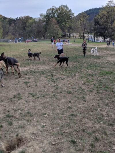 North Park Dog Park #2 - Wexford, PA