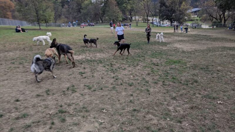North Park Dog Park #2 - Wexford, PA