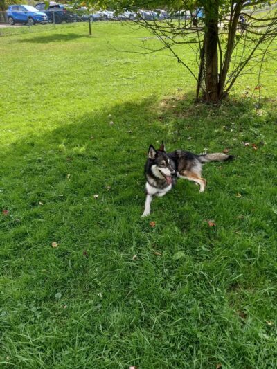 North Park Dog Park - Wexford, PA