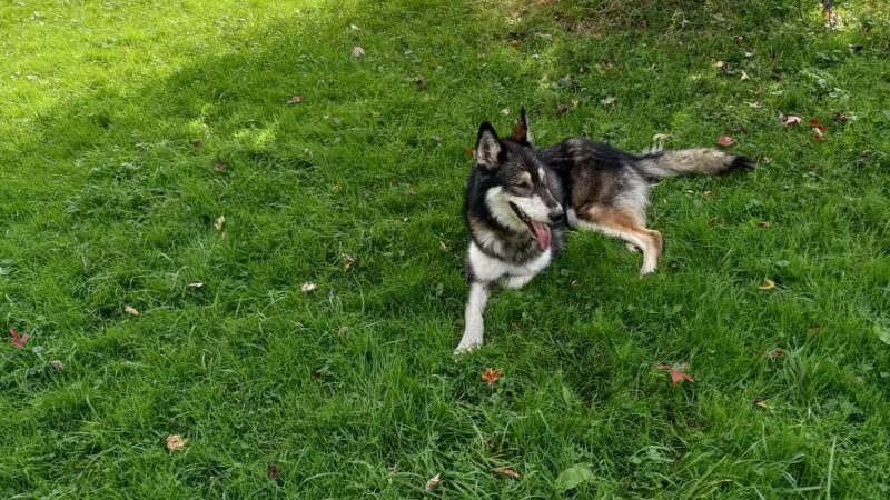 North Park Dog Park - Wexford, PA