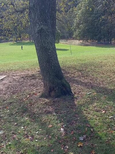 North Park Dog Park - Wexford, PA