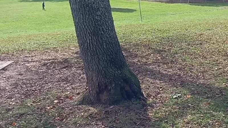 North Park Dog Park - Wexford, PA