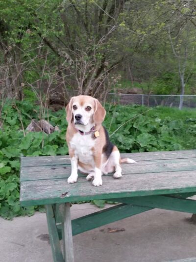 North Park Dog Park - Wexford, PA