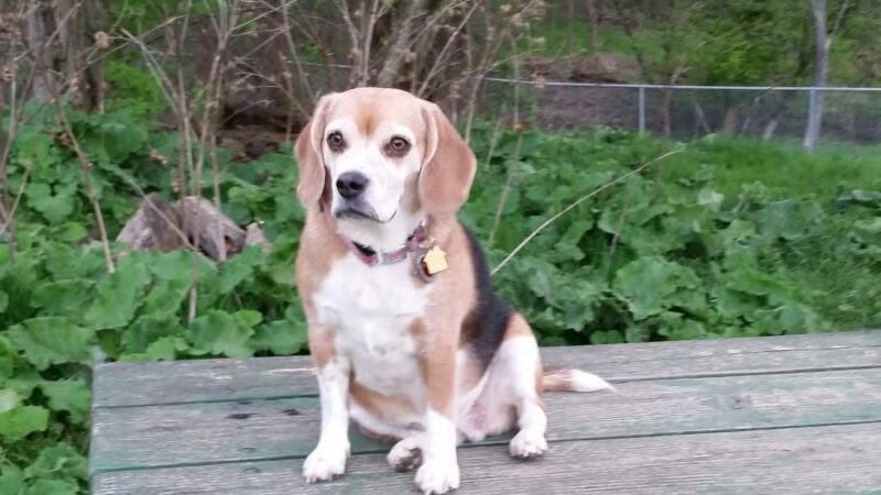 North Park Dog Park - Wexford, PA