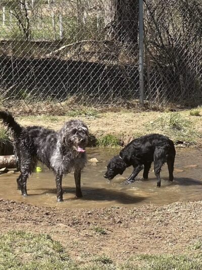 North Park Dog Park - Wexford, PA