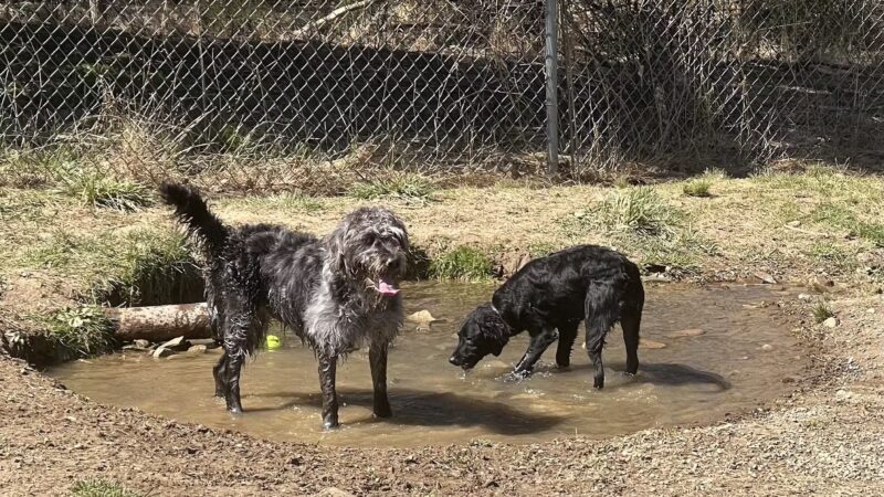North Park Dog Park - Wexford, PA