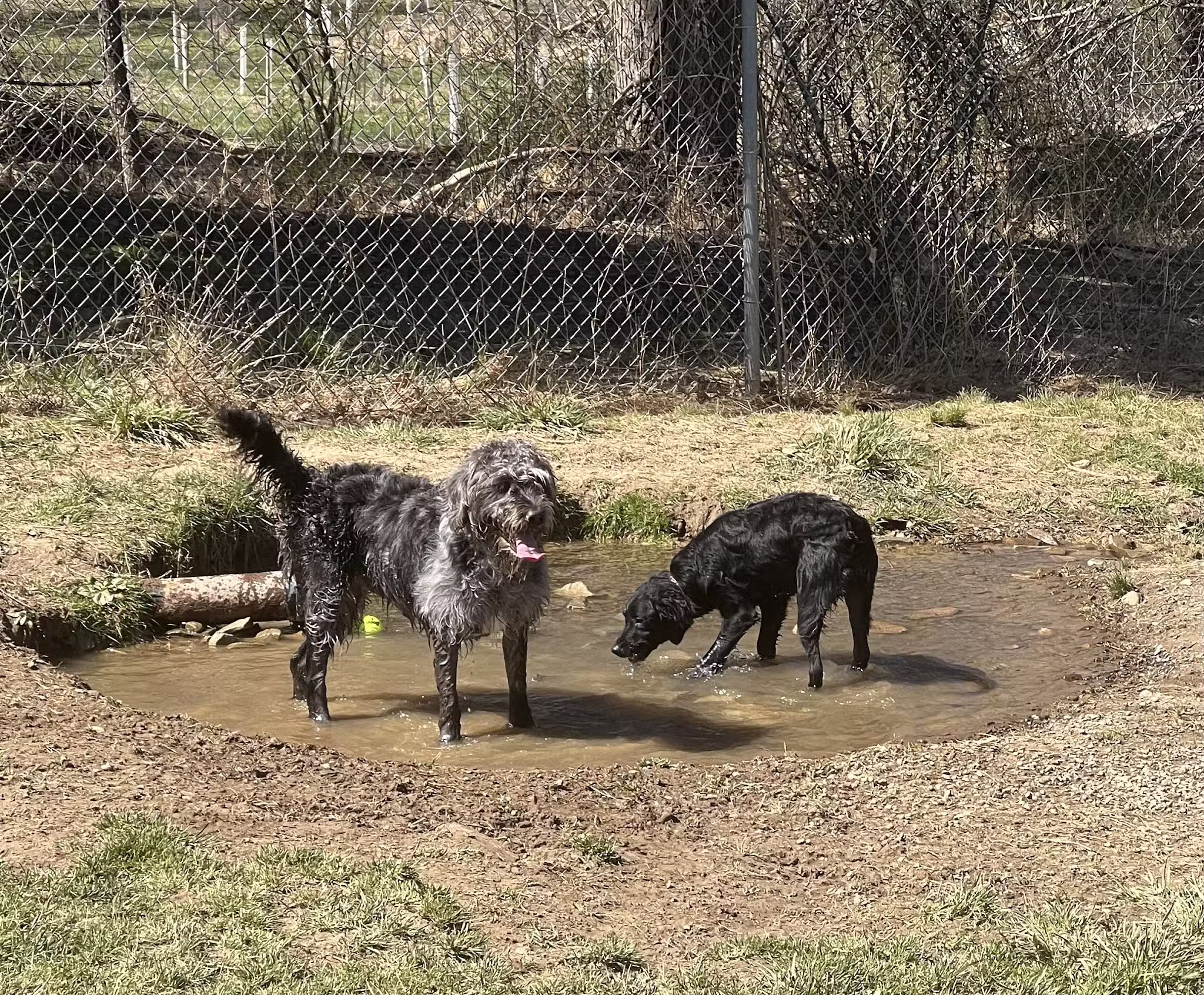 North Park Dog Park - Wexford, PA