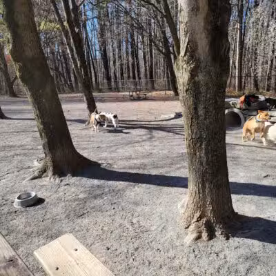 Dog Park in Wheaton Regional Park - Wheaton, MD